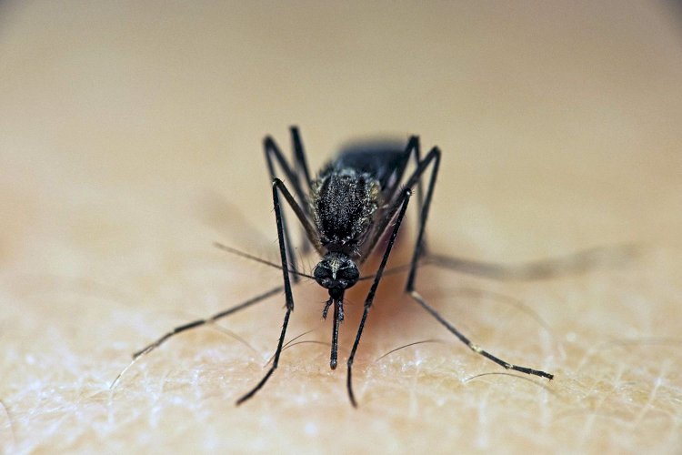 Does Peppermint Oil Keep Mosquitoes Away?