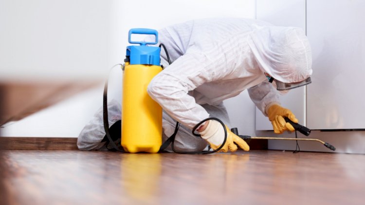 Natural Pest Control Methods for Your Home