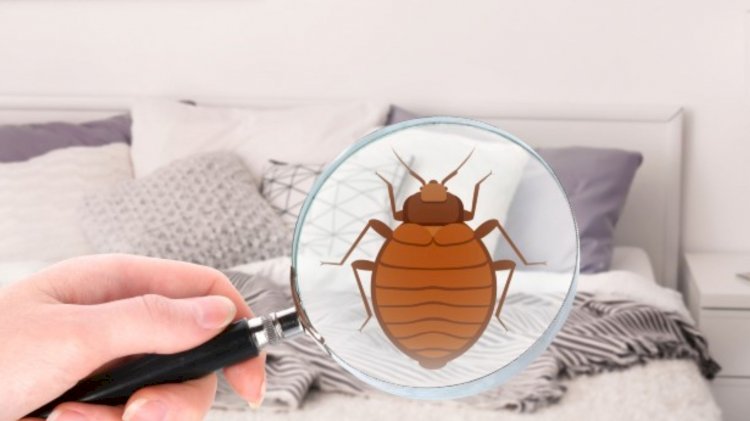How To Eliminate Bugs From Your Home?