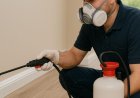 Pest Control in Australia: Smart Ways to Keep Your Home Clean and Safe