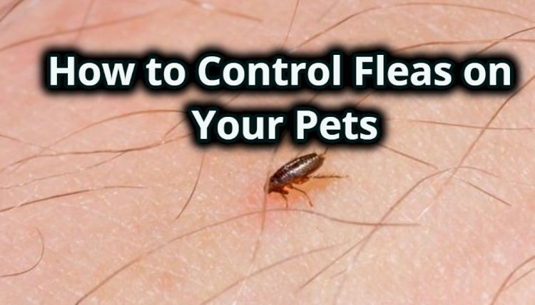 How to Control Fleas on Your Pets