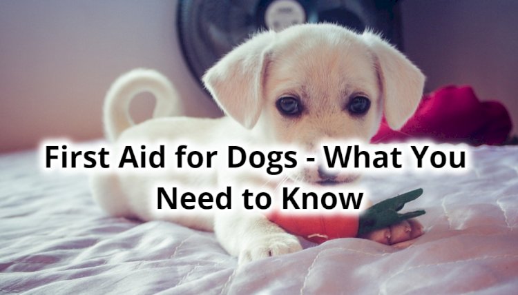 First Aid for Dogs - What You Need to Know